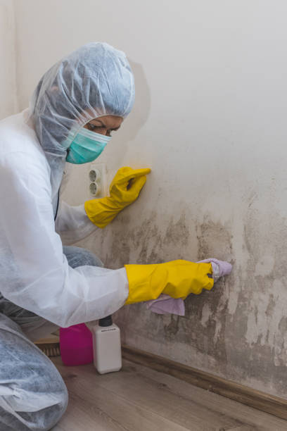 Best Mold-Related Health Consultation  in Prescott, AR