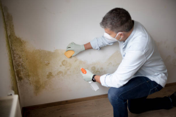Best Crawl Space Mold Remediation  in Prescott, AR